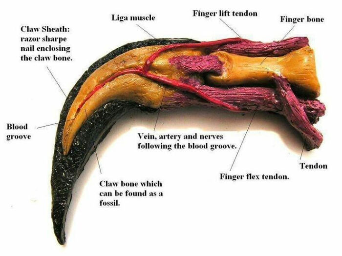 Dinosaur Claws Were Actually Much Bigger When They Were Alive