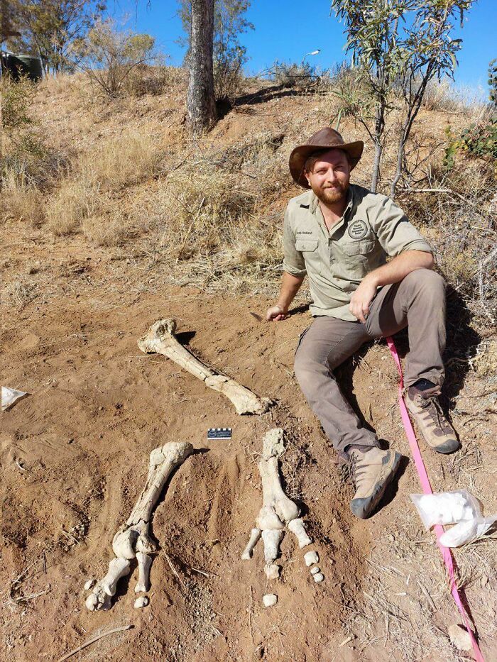 Dromornis Leg Fossils Upon Excavation