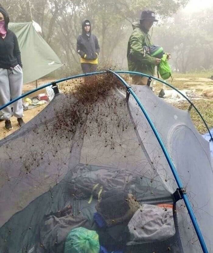 When You're Camping Your Body Heat Provides A Thermal Spot For Insects To Congregate