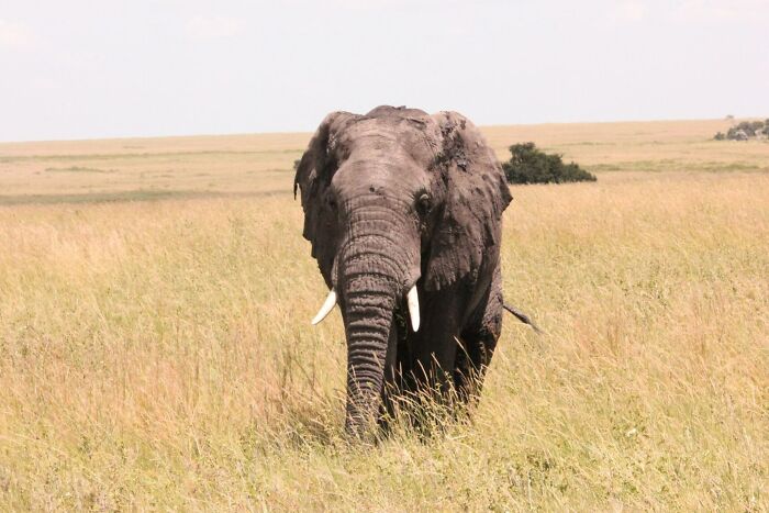 Big Elephant Walking In The Field 