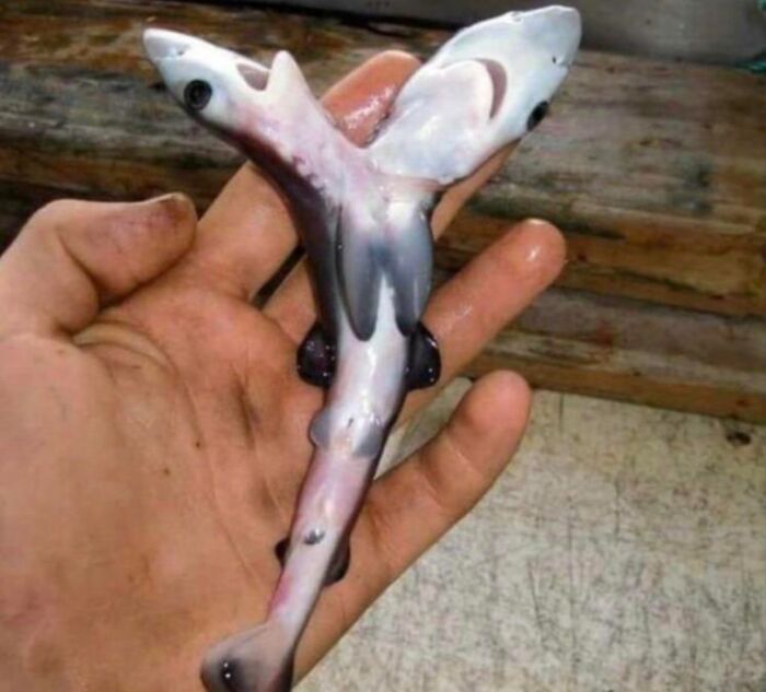 Two-Headed Sharks Are Sighted More And More And No One Knows Why