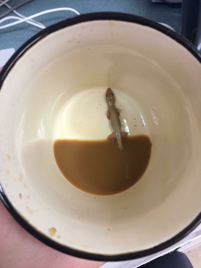 Coworker Found A Surprise At The Bottom Of Their Cup This Morning
