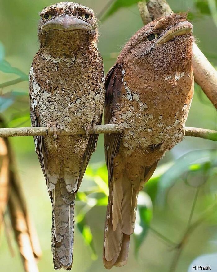 Frogmouth Bird: They Are Named For Their Large Flattened Hooked Bill And Huge Frog-Like Gape, Which They Use To Capture Insects