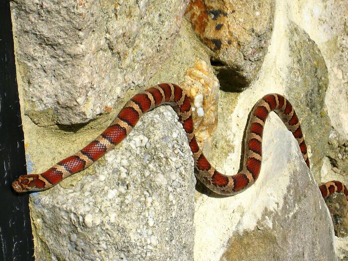 Red Snake On The Wall 