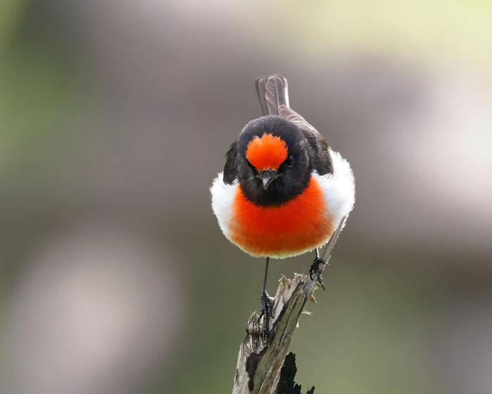 Special Theme: Australasian Robins: "Re-Capped Robin" By Steve Barnes (Shortlist)