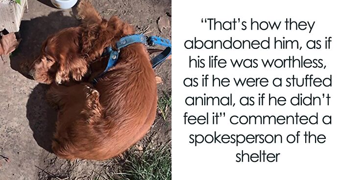 After Being Thrown Away By A Presumed Owner, This Dog Has Been Given A Second Shot At Life With The Help Of Local People