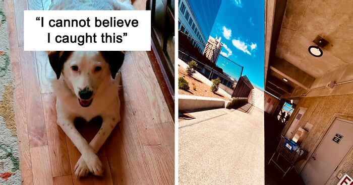 54 Times People Were So Proud Of The Photo They Took, They Just Had To Share It In This Online Group