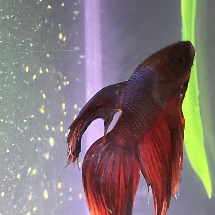 Hey Pandas, Post A Picture Of Your Fish