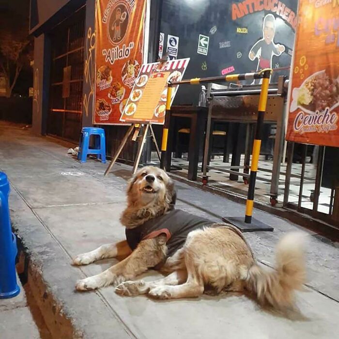 Restaurant Owner Feeds Every Homeless Dog That Visits