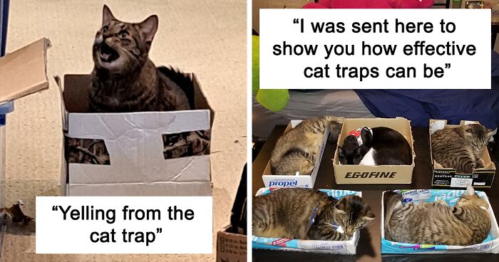 56 Times Cats Proved That 