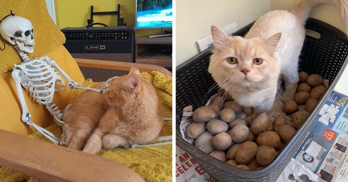 56 Times Cats Fell For 