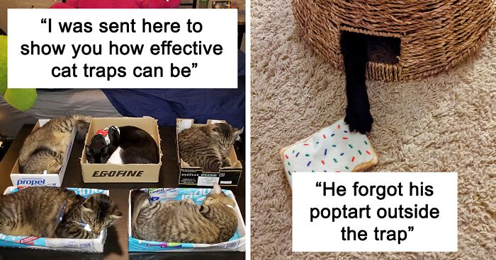 56 Times Cats Fell For Things That Act As A 