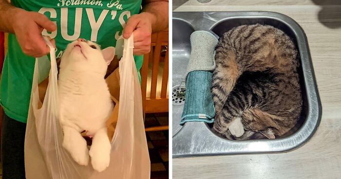 56 Times Cat Owners “Set A Trap” To Catch Them And It Was Successful (New Pics)