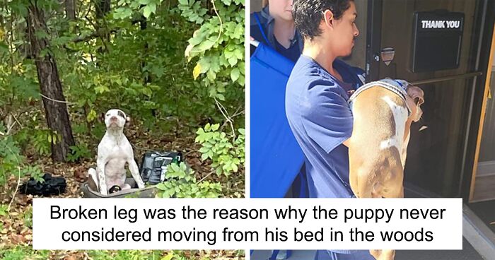 This Dog Had Been In The Woods With A Broken Limb And An Empty Stomach Until Rescuers Took Him Into Their Care Until He Fully Recovered