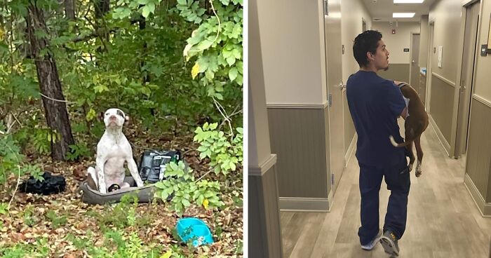 Hank, An 8-Month-Old Puppy, Heroically Waited For 2 Weeks For The Help He Needed