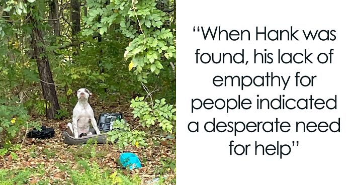 Abandoned Puppy Gets Another Chance At Happiness When Loving People Take Him Into Their Care