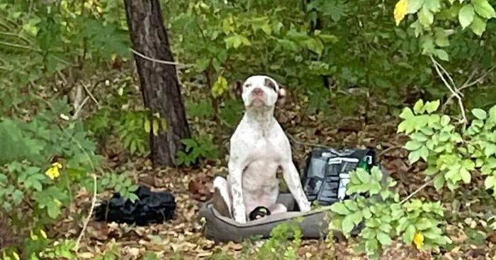 This Puppy Struggles In The Woods After Being Abandoned, Gets Discovered And Rehabilitated By Animal Rescuers