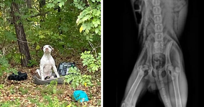 This Heroic Pup Waits In The Woods Abandoned Until Local People Come To His Rescue With A Chance For A Happier Life