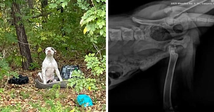 Owners Abandoned An 8-month-old Puppy With A Broken Leg In The Woods, But Good-hearted People Did Not Hesitate To Help Him Give Him A Second Chance In Life