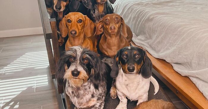 Woman Rescues 8 Dachshunds And Shares What Life Is Like Living With Them (29 Pics)