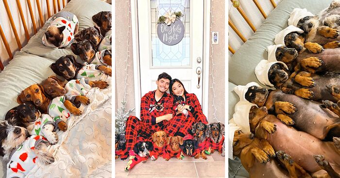 29 Pics Of Eight Rescued Dachshunds That Are Now Living Their Best Lives