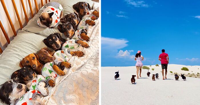 Eight Rescued Dachshunds Are Living Their Best Lives (29 Pics)