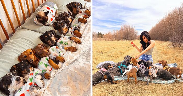 Woman Shares Her Life With 8 Rescue Dachshunds, And Here Are 25 Of The Funniest Pictures Of Them