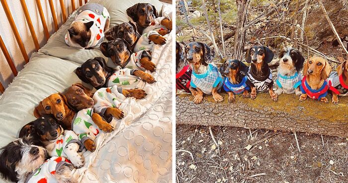 29 Pics Of Eight Rescued Dachshunds And What Life Is Like Living With Them