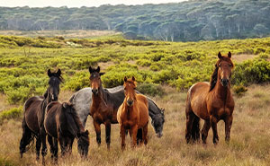 54 Facts About Horses That Shed Some Light On These Majestic Animals