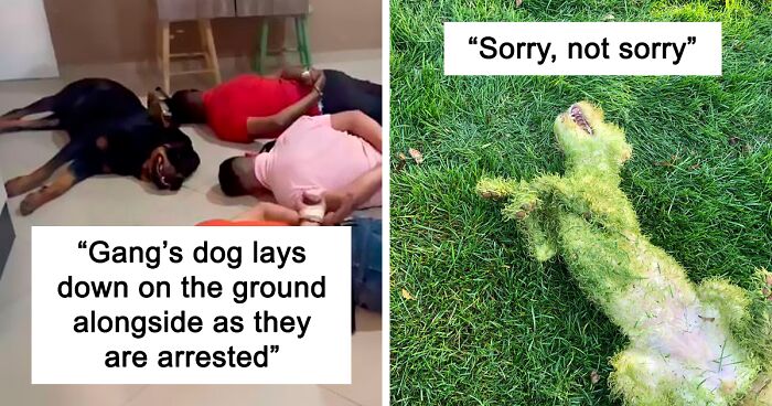 This Online Group Has People Asking “What’s Wrong With Your Dog?” With 108 Hilarious Pics (New Pics)