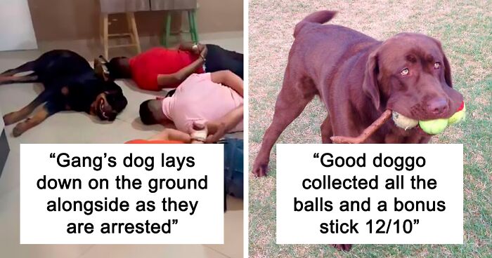 “What’s Wrong With Your Dog?”: People Are Sharing Pics Of Their Dogs Acting Bizarre (108 New Pics)