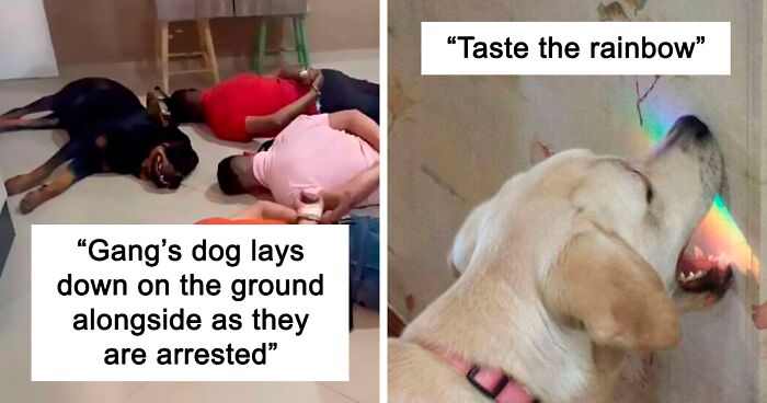 People In This Hilarious Online Group Are Deciding What’s Wrong With These Dogs, Here Are 108 Of The Best Pics (New Pics)