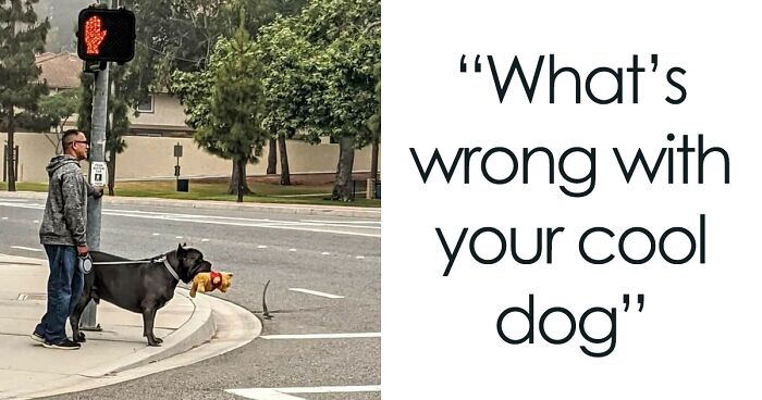 “What’s Wrong With Your Dog?”: 108 Hilarious Photos Of Dogs Who Forgot How To Dog (New Pics)