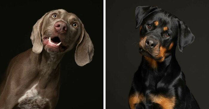 I Photographed Pedigree Rescue Dogs In Hopes Of Bringing Awareness That It’s Not Just Mutts Who End Up At Shelters (26 Pics)