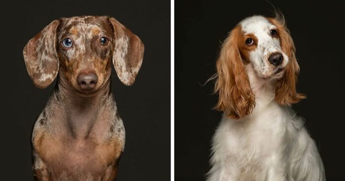 I Photographed Pedigree Rescue Dogs To Show That It’s Not Just Mutts Who End Up At Shelters (26 Pics)