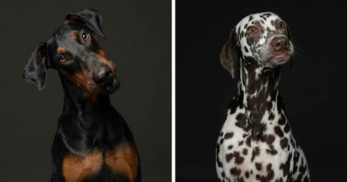 I Wanted To Show That It’s Not Just Mutts Who End Up At Shelters I Photographed Pedigree Rescue Dogs (26 Pics)