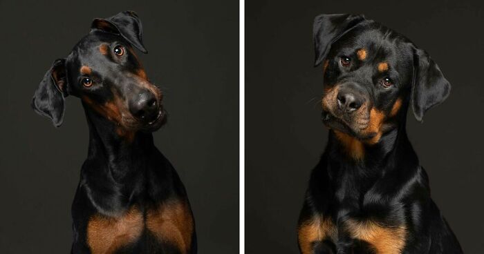 To Show That It’s Not Just Mutts Who End Up At Shelters I Photographed Pedigree Rescue Dogs (26 Pics)