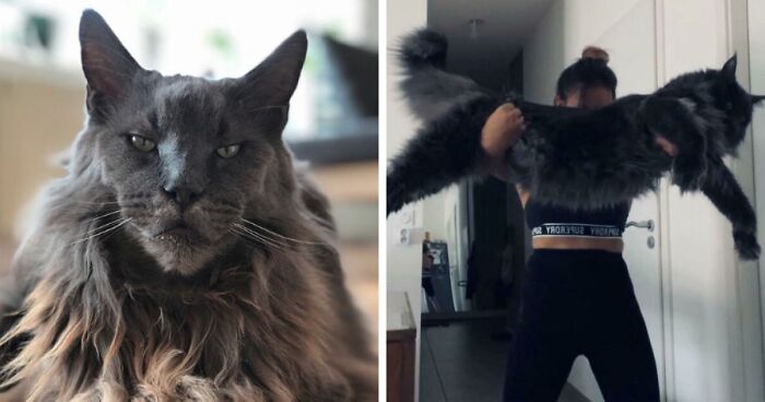 198 Pics Of Big, Fluffy, And Undeniably Adorable Maine Coons