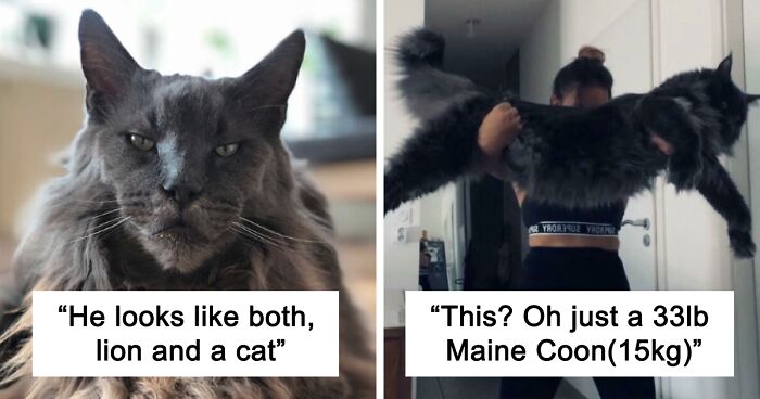 198 Times Maine Coon Cats Were Caught Being Exceptionally Gorgeous