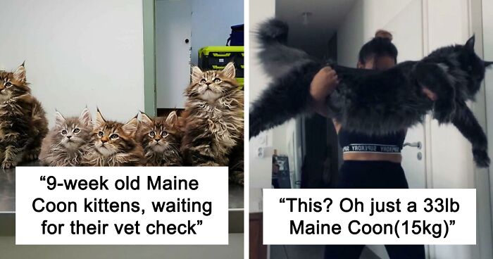 198 Of The Best Pics Of Huge, Fluffy, And Straight-Up Adorable Maine Coons Out There Online