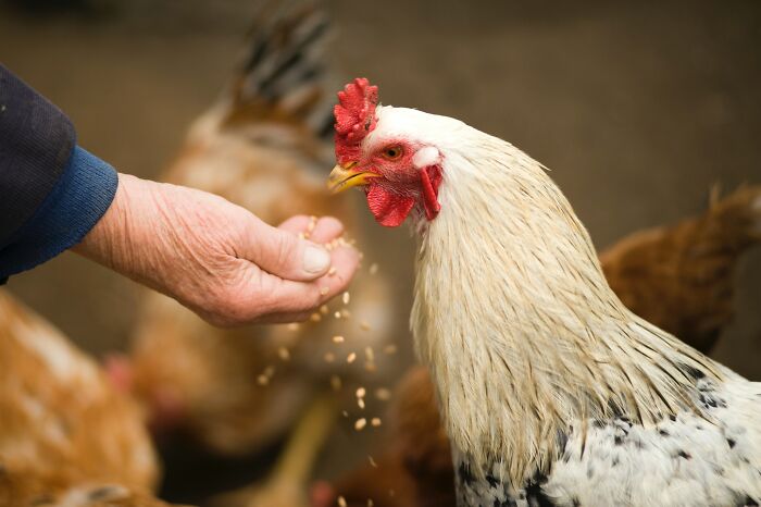 Person Giving Grain To Chicken To Eat 