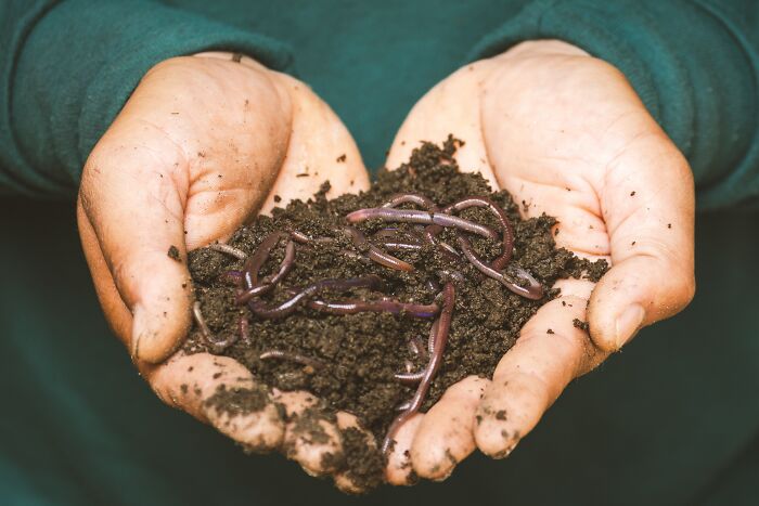 Person Holding Dirt And Worms In His Hands 