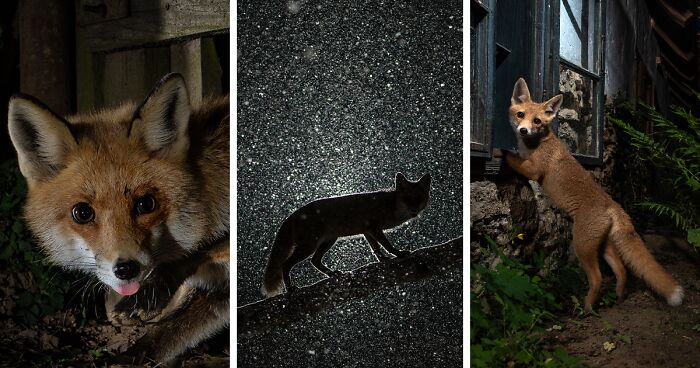 For 8 Months I Documented The Behavior Of Roxy The Fox (26 Pics)