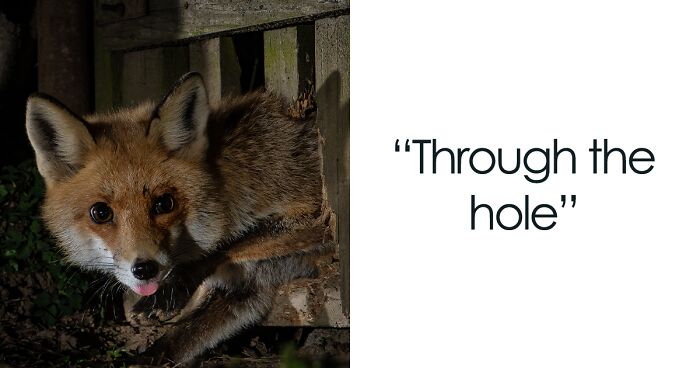 I Documented The Behavior Of Roxy The Fox, Who Became The World's Most-Known Vixen (26 Pics)