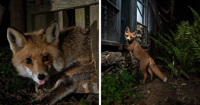 For 8 Months, I Spent Nearly Every Night Observing The Life Of Foxes, One Of Them Stood Out In Particular (26 Pics)