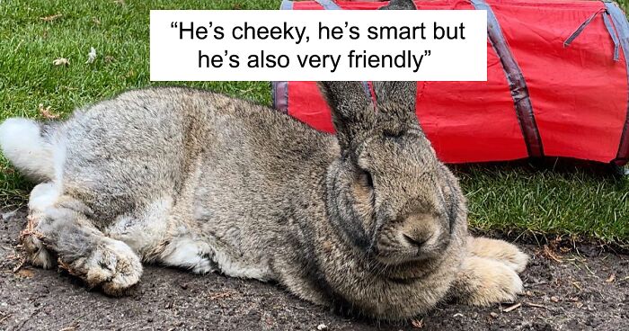 Meet Guus, A Giant 22lb Bunny Who Enjoys Dog-Like Activities