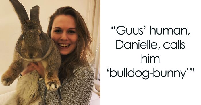 Meet Guus, A 22lb Rabbit That Draws Attention Not Only For His Size, But Also His Dog-Like Personality