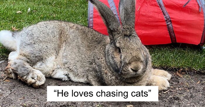 This 22lb Bunny Draws Attention Not Only For His Size, But Also His Dog-Like Personality