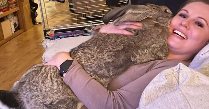 Meet Guus, A 22lb Rabbit That Draws Attention Not Only For His Size, But Also His Dog-Like Personality