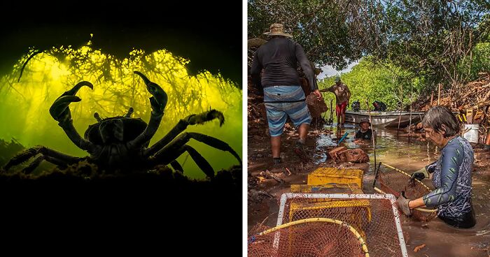 The Mangrove Annual Photography Awards Recently Announced Their Best Photos Of 2022 (47 Pics)